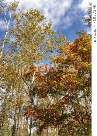 蓼科 (10月 横谷観音入口 紅葉 晴れ) 蓼科 (10月 横谷観音入口 紅葉 晴れ) 71057240