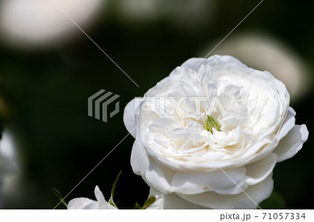 バラ バラ 71057334