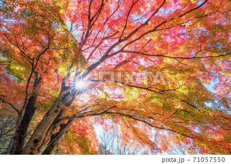 紅葉と光 紅葉と光 71057550