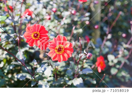 秋の公園 ダリアの花 秋の公園 ダリアの花 71058019
