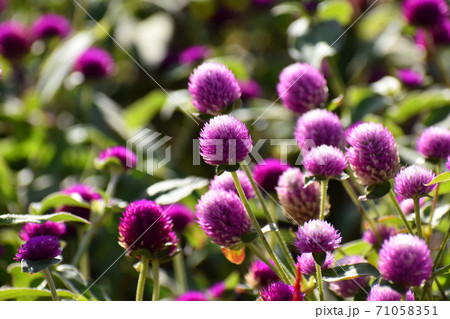 京都府立植物園 71058351