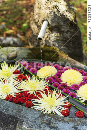 鮮やかな花手水(菊手水) 福島県二本松市 鮮やかな花手水(菊手水) 福島県二本松市 71058523