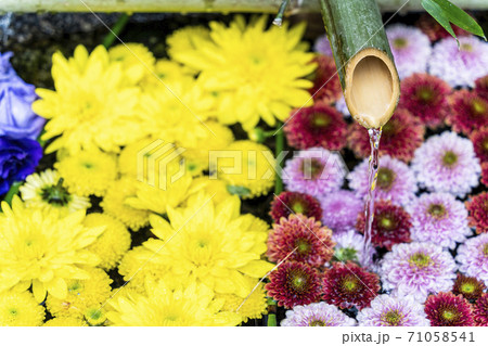 鮮やかな花手水(菊手水) 福島県二本松市 鮮やかな花手水(菊手水) 福島県二本松市 71058541