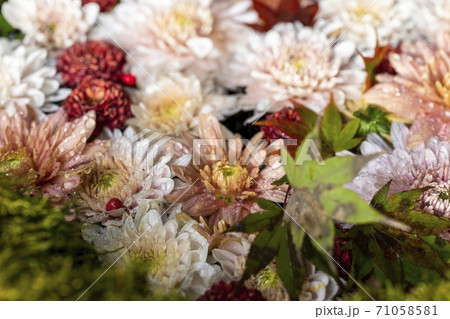 鮮やかな花手水(菊手水) 福島県二本松市 鮮やかな花手水(菊手水) 福島県二本松市 71058581