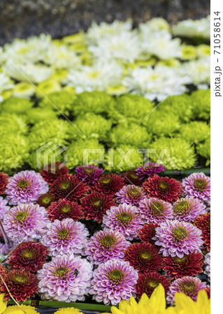 鮮やかな花手水(菊手水) 福島県二本松市 鮮やかな花手水(菊手水) 福島県二本松市 71058614
