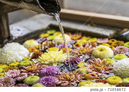 鮮やかな花手水（菊手水）　福島県二本松市 71058672