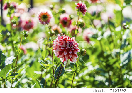 鮮やかに咲いたダリヤ　山形県川西町 71058924