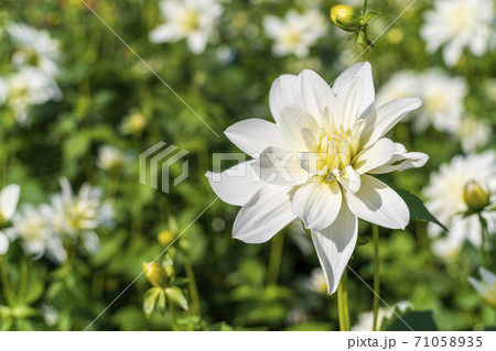 鮮やかに咲いたダリヤ　山形県川西町 71058935