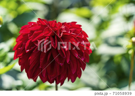 鮮やかに咲いたダリヤ　山形県川西町 71058939