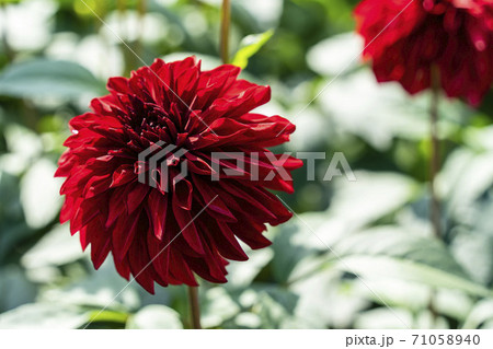 鮮やかに咲いたダリヤ 山形県川西町 鮮やかに咲いたダリヤ 山形県川西町 71058940