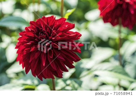 鮮やかに咲いたダリヤ 山形県川西町 鮮やかに咲いたダリヤ 山形県川西町 71058941