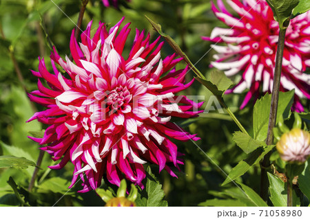 鮮やかに咲いたダリヤ　山形県川西町 71058980