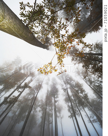 Misty autumn forest with tree silhouettes against cloudy sky Misty autumn forest with tree silhouettes against cloudy sky 71059021