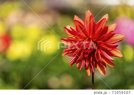 鮮やかに咲いたダリヤ　山形県川西町 71059107