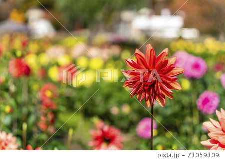 鮮やかに咲いたダリヤ　山形県川西町 71059109