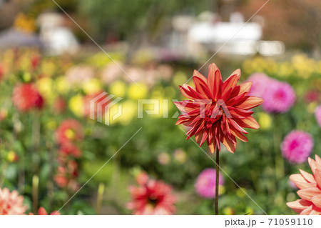 鮮やかに咲いたダリヤ　山形県川西町 71059110