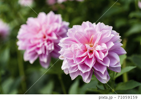 鮮やかに咲いたダリヤ 山形県川西町 鮮やかに咲いたダリヤ 山形県川西町 71059159