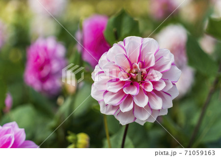 鮮やかに咲いたダリヤ 山形県川西町 鮮やかに咲いたダリヤ 山形県川西町 71059163