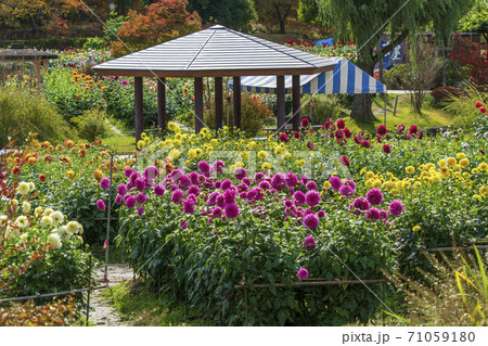 鮮やかに咲いたダリヤ 山形県川西町 鮮やかに咲いたダリヤ 山形県川西町 71059180