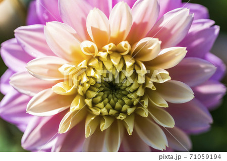 鮮やかに咲いたダリヤ　山形県川西町 71059194