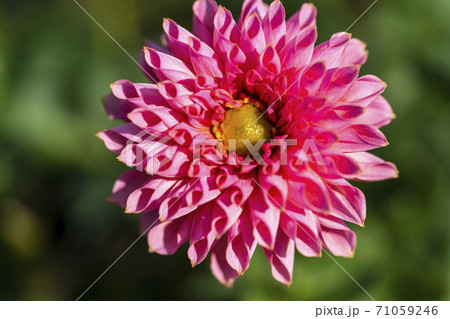 鮮やかに咲いたダリヤ　山形県川西町 71059246