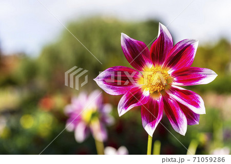 鮮やかに咲いたダリヤ　山形県川西町 71059286
