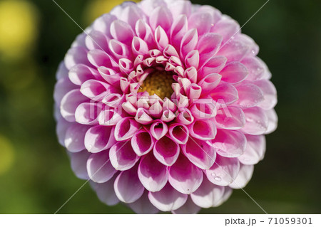 鮮やかに咲いたダリヤ　山形県川西町 71059301