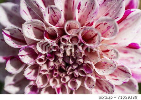 鮮やかに咲いたダリヤ 山形県川西町 鮮やかに咲いたダリヤ 山形県川西町 71059339