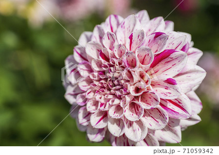 鮮やかに咲いたダリヤ　山形県川西町 71059342