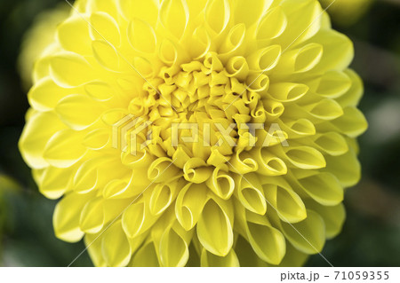 鮮やかに咲いたダリヤ　山形県川西町 71059355