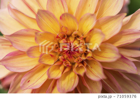 鮮やかに咲いたダリヤ　山形県川西町 71059376