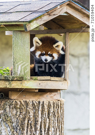 レッサーパンダの子供　宮城県仙台市 71059404