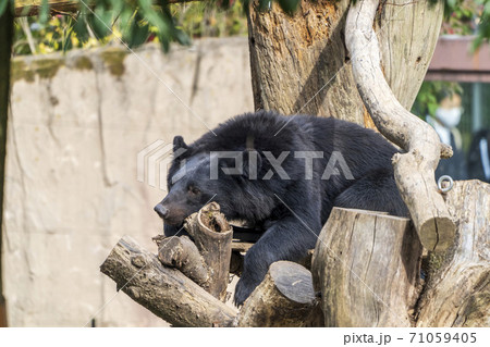 木の上で休むツキノワグマ　宮城県仙台市 71059405