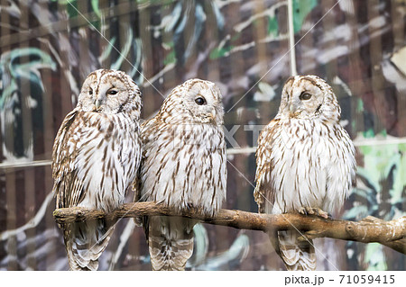 枝にとまるホンドフクロウ　宮城県仙台市 71059415