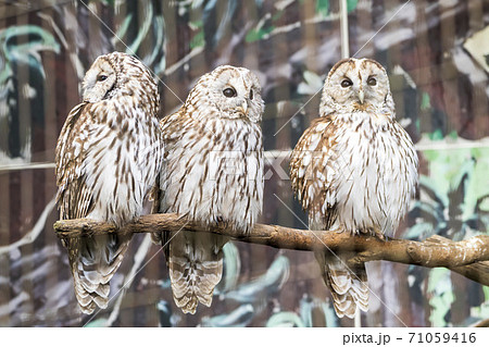 枝にとまるホンドフクロウ　宮城県仙台市 71059416