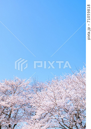 満開の桜と青空（権現堂桜堤にて） 71059818