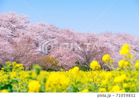 権現堂桜堤 権現堂桜堤 71059832