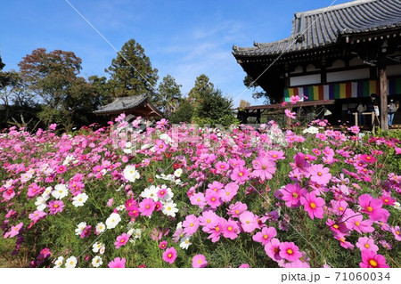 般若寺のコスモス 般若寺のコスモス 71060034