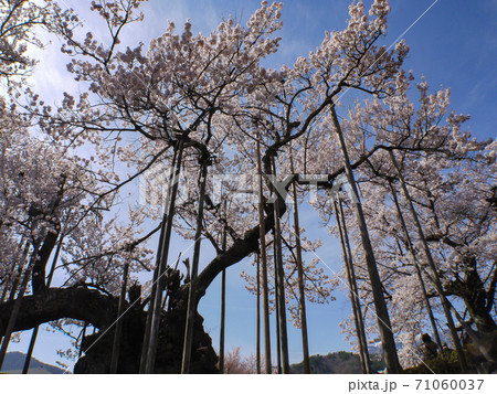 山高神代桜 71060037