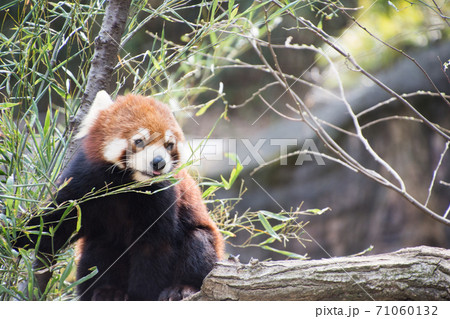 竹の葉を食べるレッサーパンダ 71060132