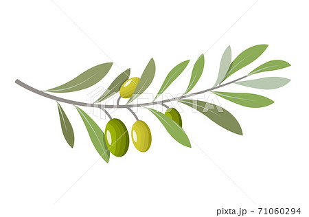5,900+ Olive Branch Stock Illustrations, Royalty-Free Vector Graphics &  Clip Art - iStock