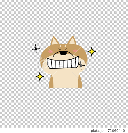 歯がキラキラしている柴犬 歯がキラキラしている柴犬 71060440