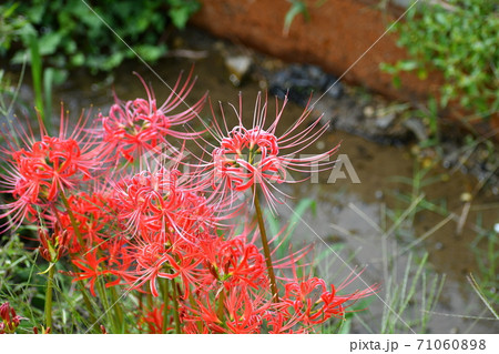 彼岸花 彼岸花 71060898