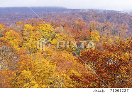 雨上がりの湯浜峠　紅葉と栗駒山　宮城県栗原市 71061227