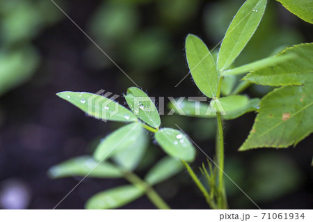 落花生の葉と水滴 71061934