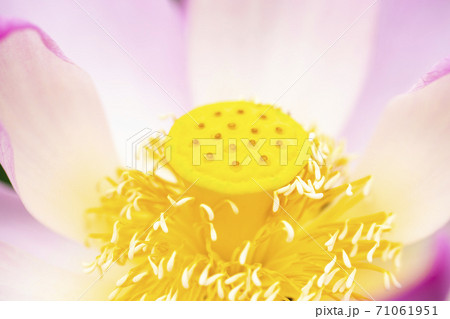 ハスの花 71061951