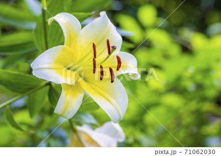 ユリの花 カサブランカ コンカドールの写真素材