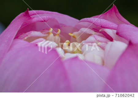 ハスの花　アップ 71062042
