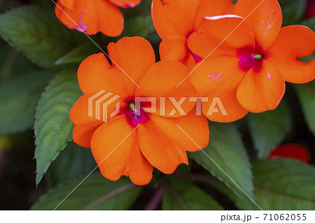 オレンジ色のインパチェンス 71062055