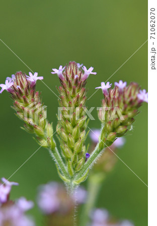 ダキバアレチハナガサ 薄い青紫の小さな花が花穂に咲くの写真素材